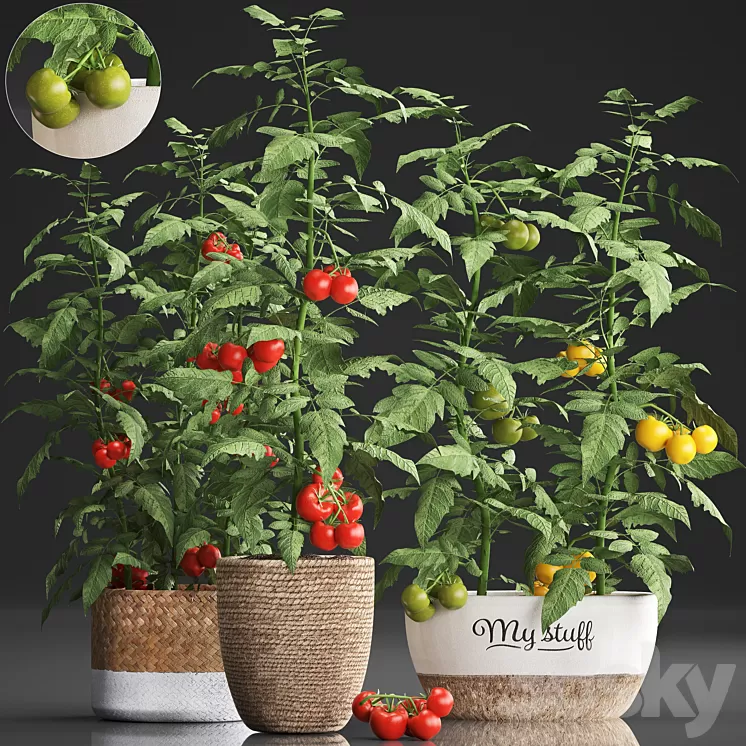 Plant Collection 385. Tomato. Kitchen garden kitchen garden vegetables tomatoes pots kitchen greens 3D Model
