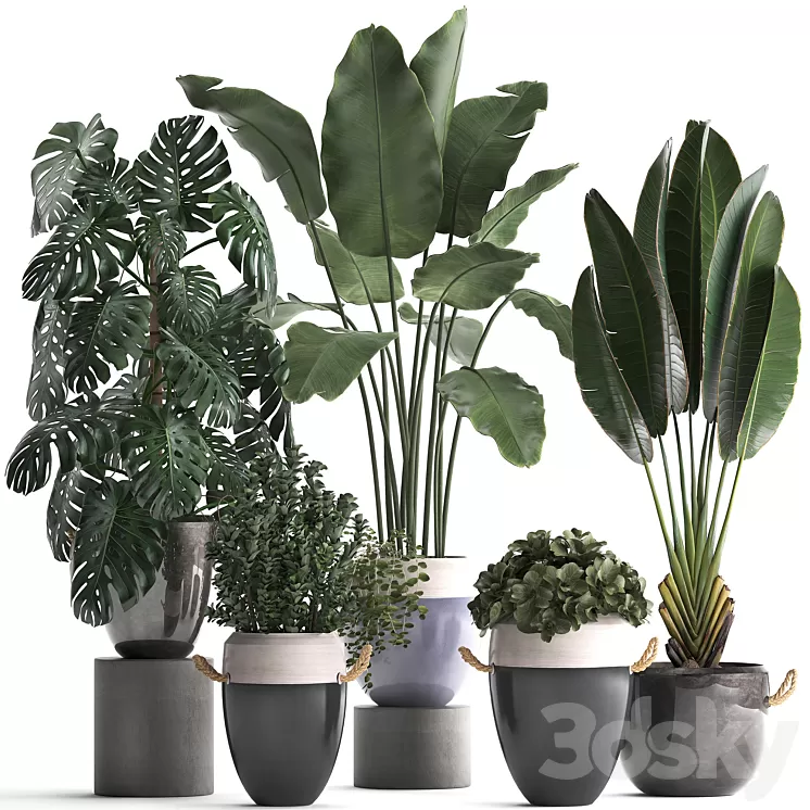Plant Collection 396. Banana palm banana strelitzia monstera indoor plants ravenala stylish strelitzia bushes 3D Model