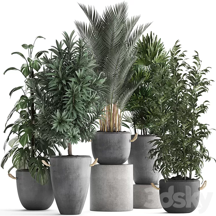 Plant Collection 413. palm bamboo rapis monstera concrete pot flowerpot indoor plants Raphis Palm 3D Model