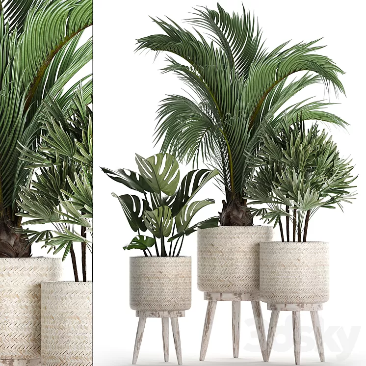 Plant Collection 427. Rapis monstera indoor plants Scandinavian style eco design natural materials Raphis Palm 3D Model