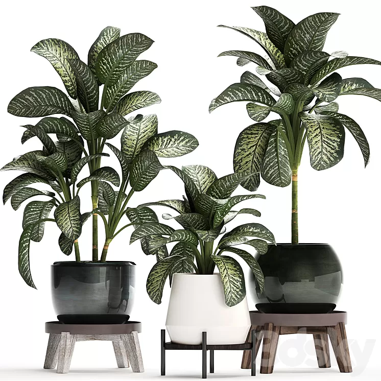 Plant Collection 452. Dieffenbachia pot flowerpot round stand indoor plants luxury pot office plants 3D Model