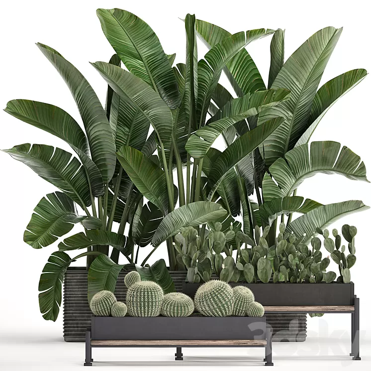 Plant Collection 458. Cactus palm tree strelitzia thickets bushes prickly pear banana round cactus Barrel cactus jungle Prickly pear 3D Model