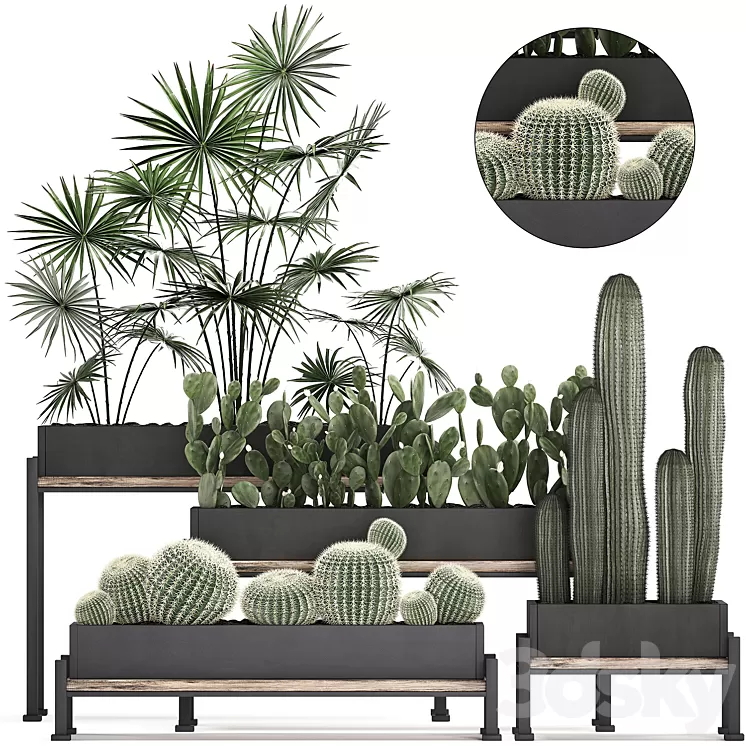 Plant Collection 462. fan palm cactus prickly pear carnegia Barrel cactus round cactus indoor plants black flowerpot loft Prickly pear 3D Model