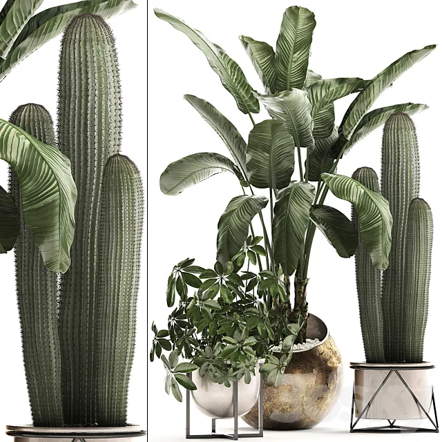 Plant Collection 468. Cactus and banana bush round flowerpot indoor plants Schefflera deluxe pot bushes thickets 3D Model