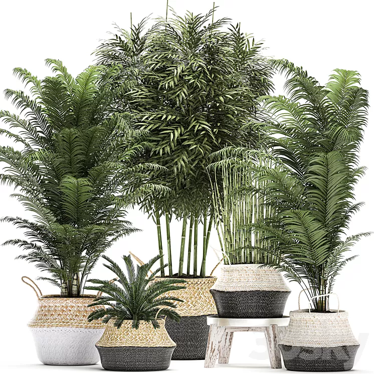 Plant Collection 489. Basket rattan thickets palm tree bamboo cycas indoor plants white horsetail bushes outdoor plants flower stand pot flowerpot interior exotic 3D Model
