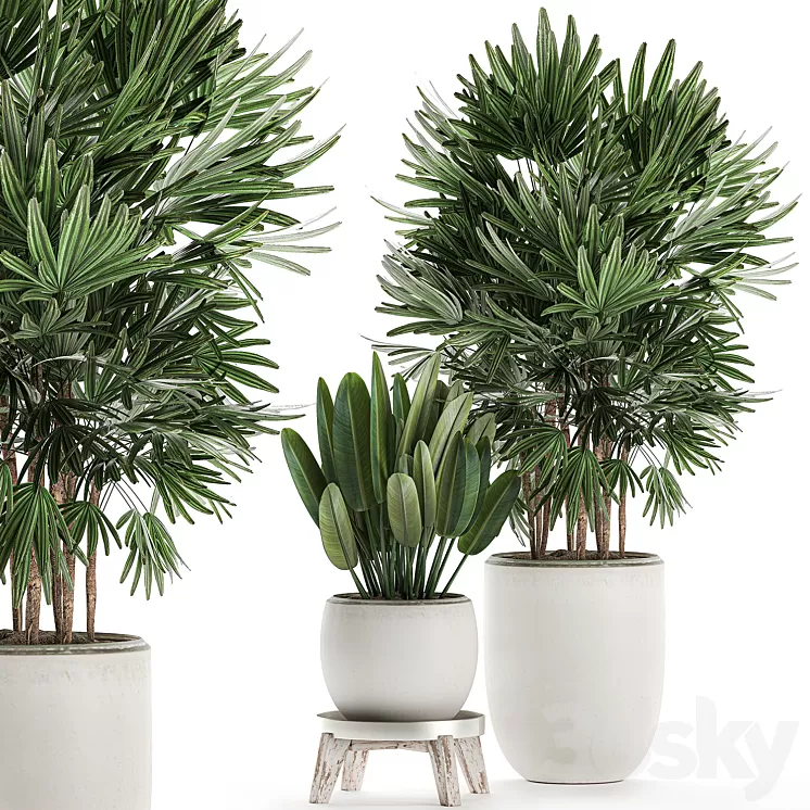 Plant Collection 502. Palma rapis strelitzia white flowerpot pot Scandinavian style interior stand strelitzia Rhapis 3D Model