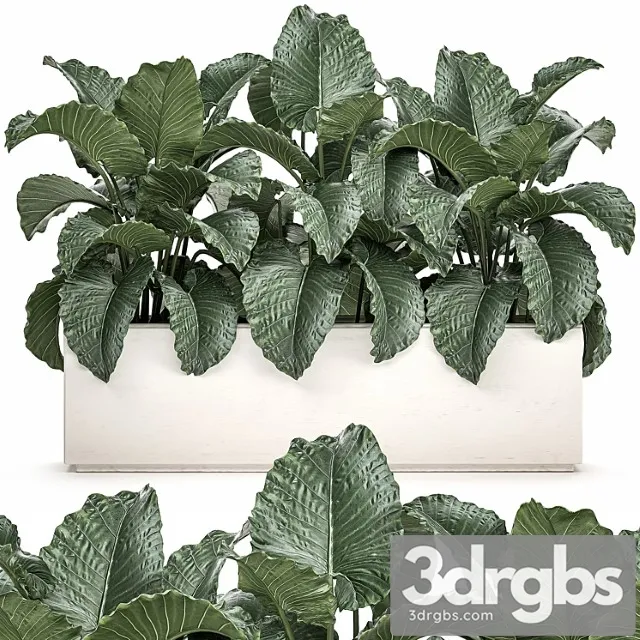 Plant Collection 507 Bushes Thickets Alocasia White Pot Flowerpot Indoor Plants 3D Model Free