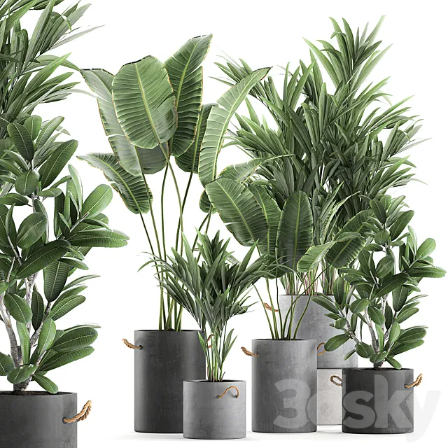 Plant Collection 595. Concrete flowerpot. banana. howea. palm. plumeria. strelitzia. industrial style. Howea forsteriana 3DModel
