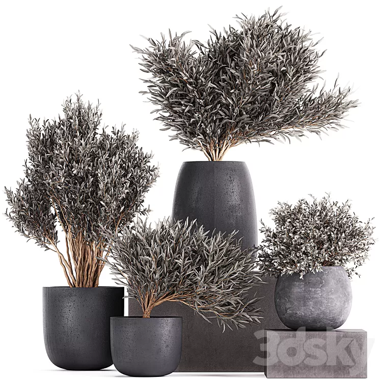 Plant collection 812. olive outdoor flowerpot bushes black pot tree bushes concrete 3D Model