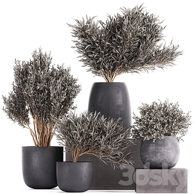 Plant collection 812. olive. outdoor flowerpot. bushes. black pot. tree. bushes. concrete 3DModel
