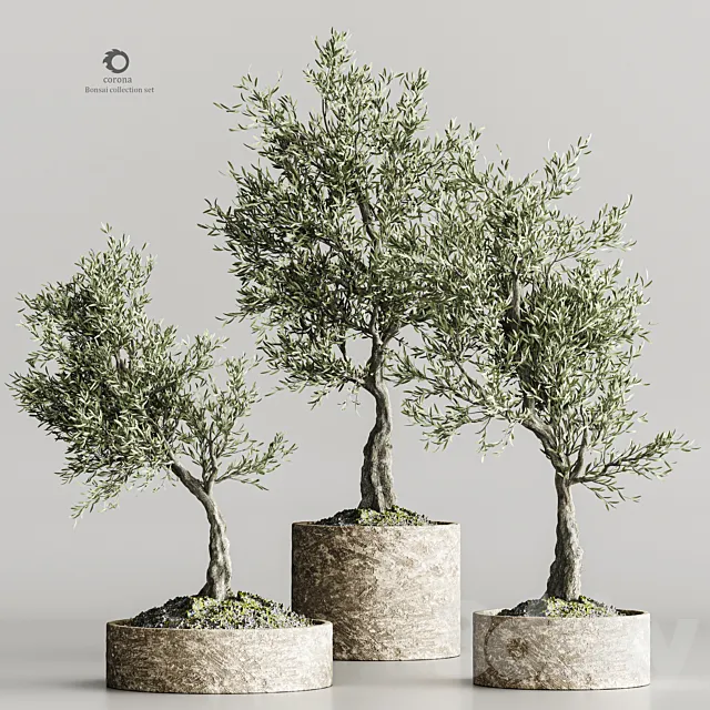 plant collection olive 02 3D Model