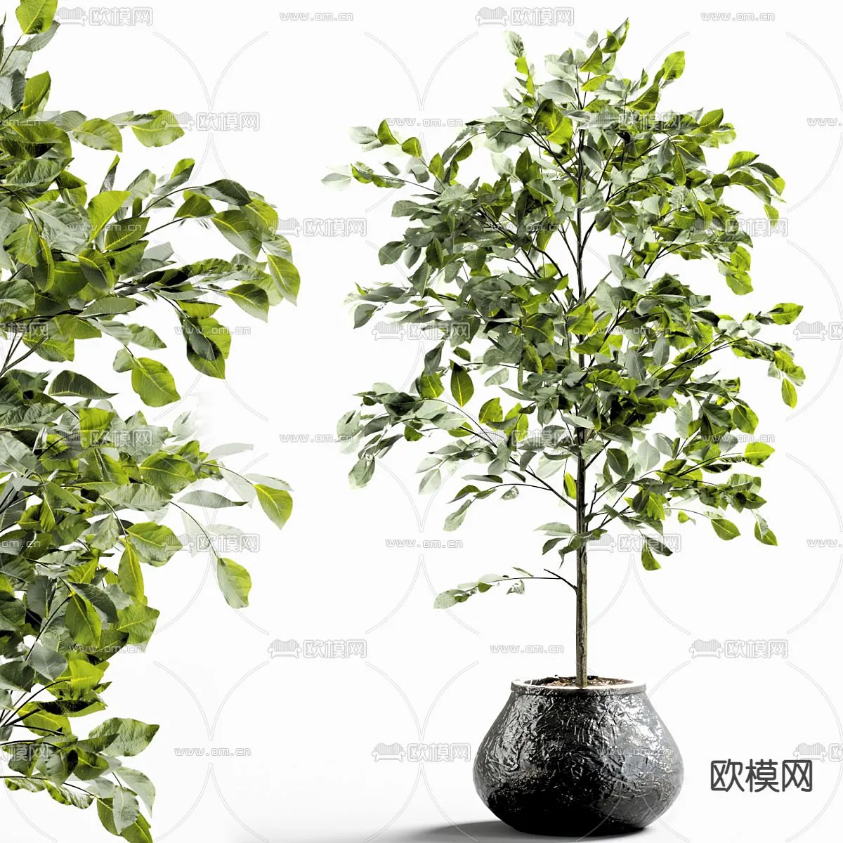 Plant - CORONA - 3D MODEL - 405