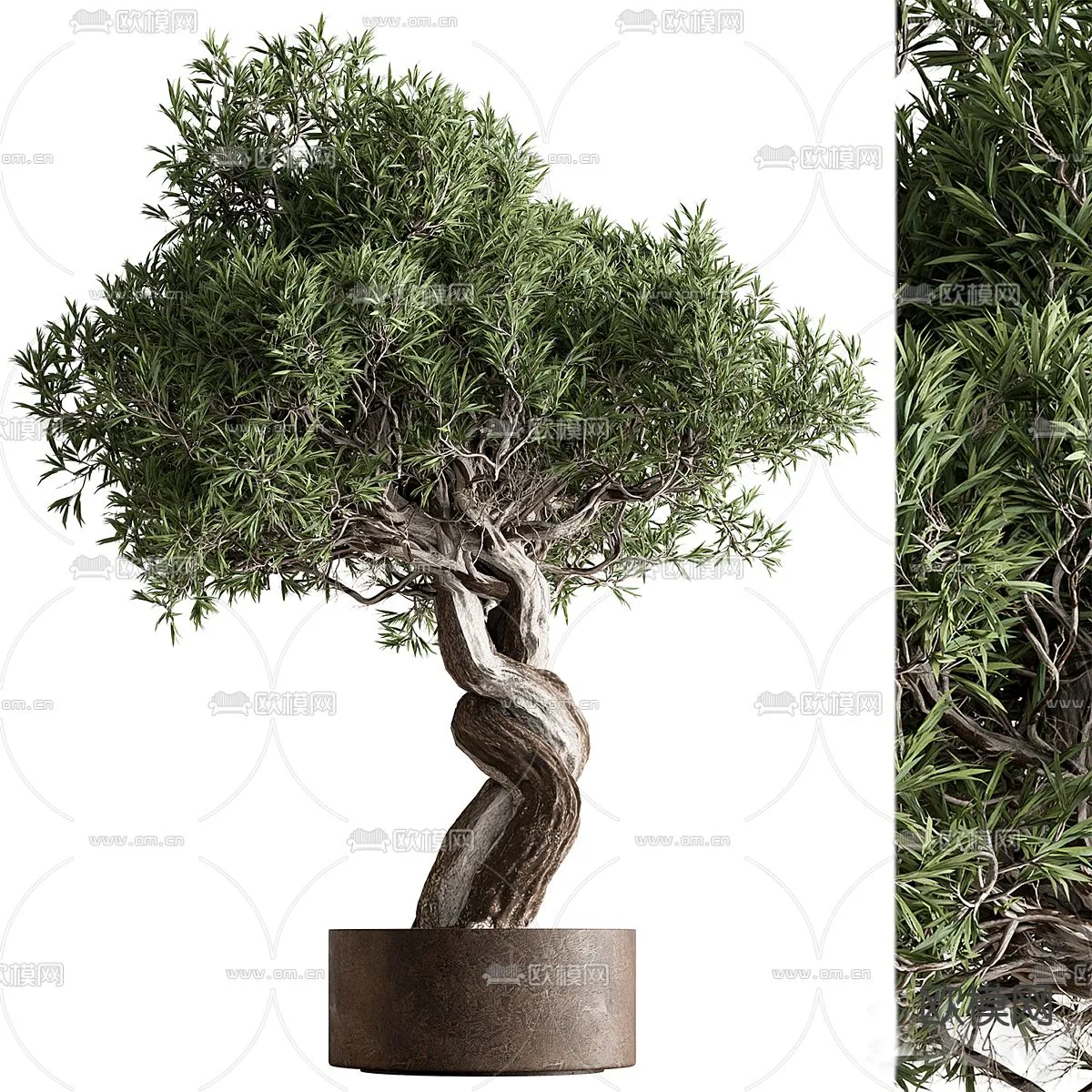 Plant - CORONA - 3D MODEL - 406