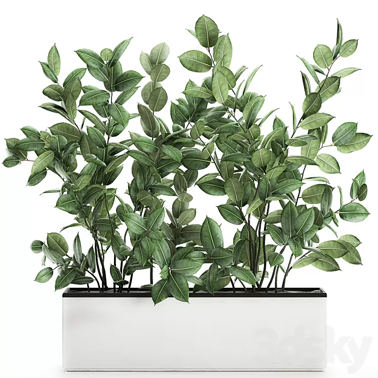 Plant Ficus elastica 675. Thickets ornamental tree white pot flowerpot Scandinavian style bushes 3D Model