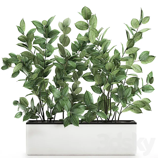 Plant Ficus elastica 675. Thickets. ornamental tree. white pot. flowerpot. Scandinavian style. bushes 3DModel