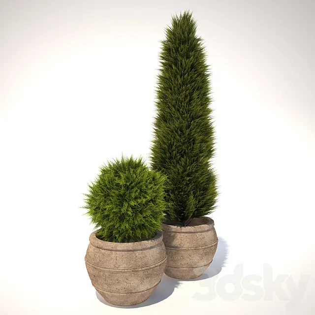 plant in a pot 3DModel
