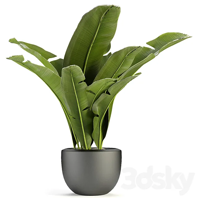 Plant in Pot Flowerpot Exotic Plant 3D Model