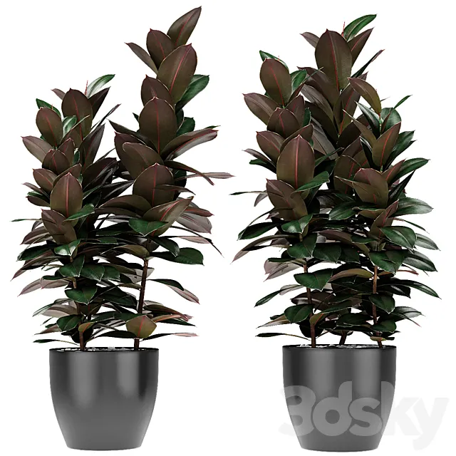 Plant in Pot Flowerpot Exotic Plant 3D Model