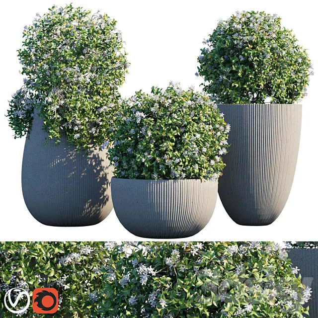 Plant in pots # 14: Star Jasmine 3D Model
