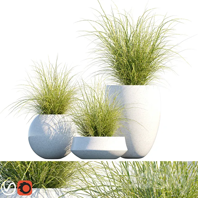 Plant in pots # 16: Miscanthus mood 3D Model