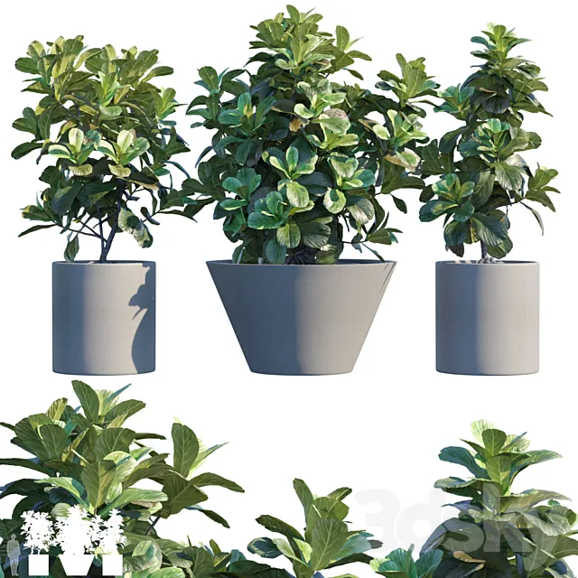 Plant in pots # 19: Ficus Lyrata | 3m 3DModel