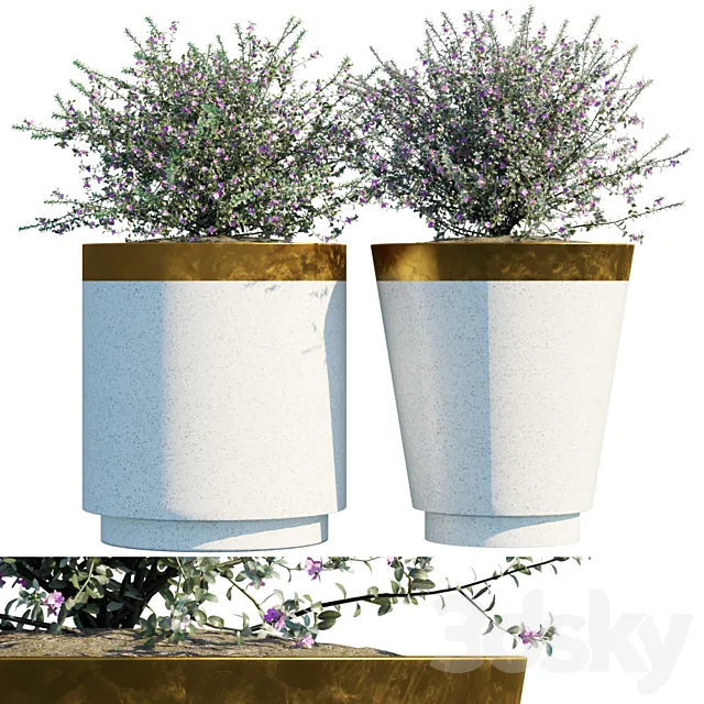 Plant in pots # 20: Leucophyllum frutescens 3D Model