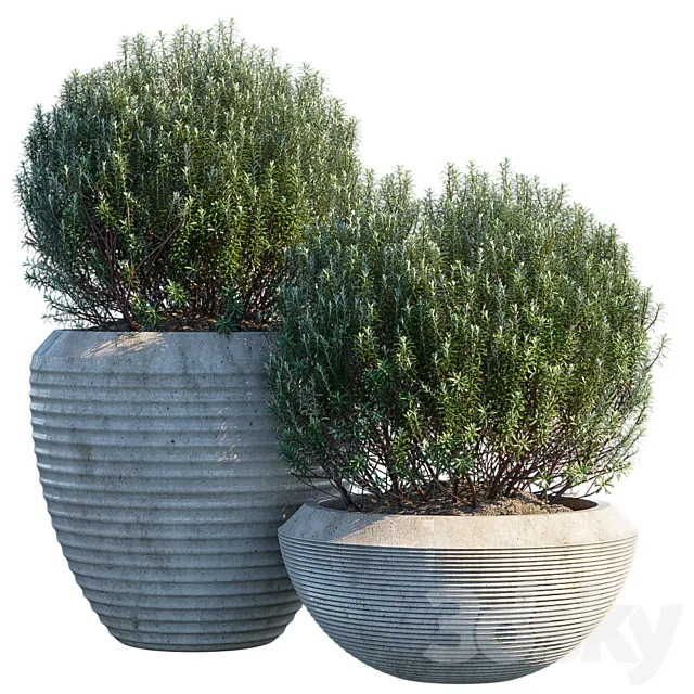 Plant in pots # 3 3D Model