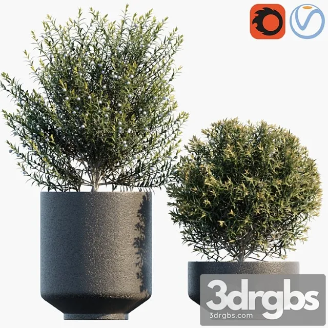 Plant in Pots 31 3D Model Free