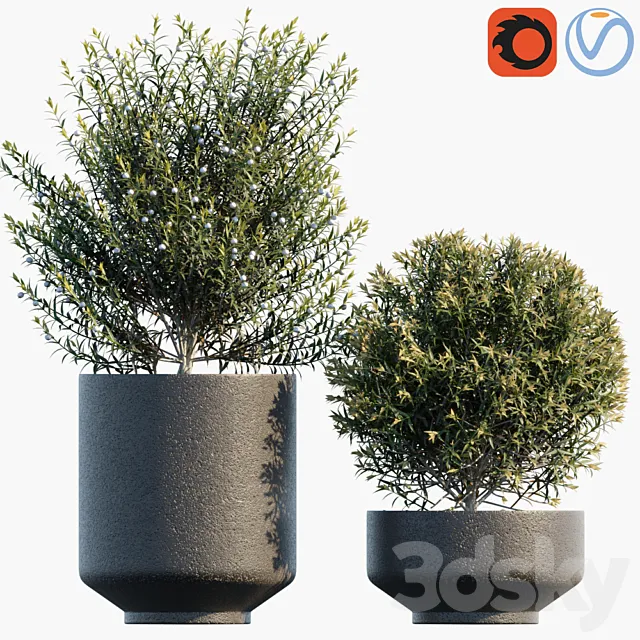 Plant in pots # 31 3D Model