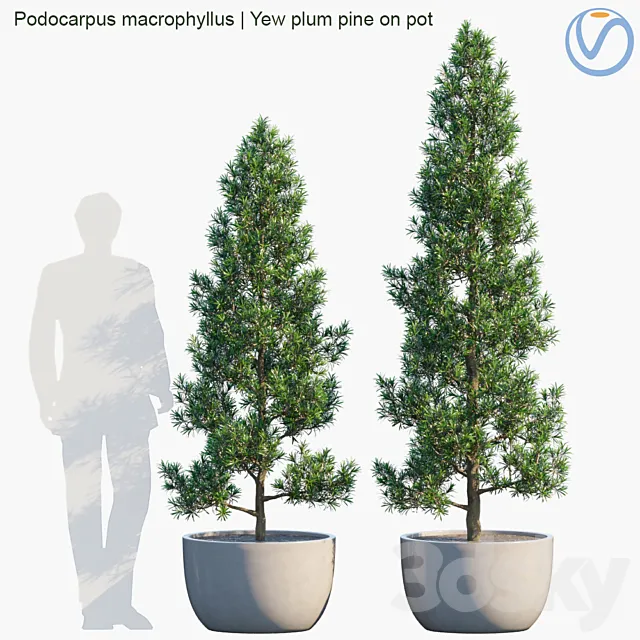 Plant in pots # 32: Yew plum pine 3D Model