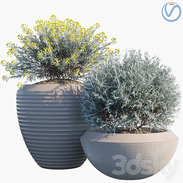Plant in pots # 35: Curry 3D Model