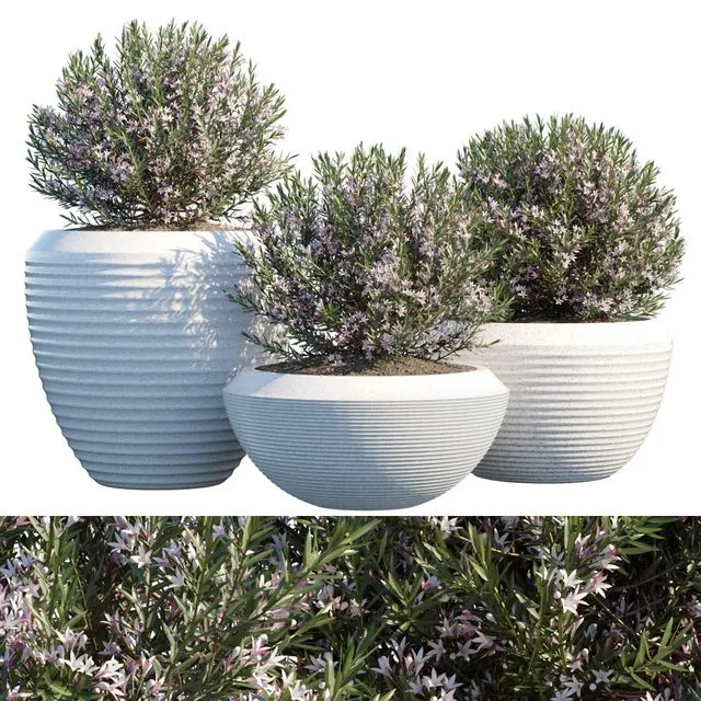 Plant in pots # 4 3D Model