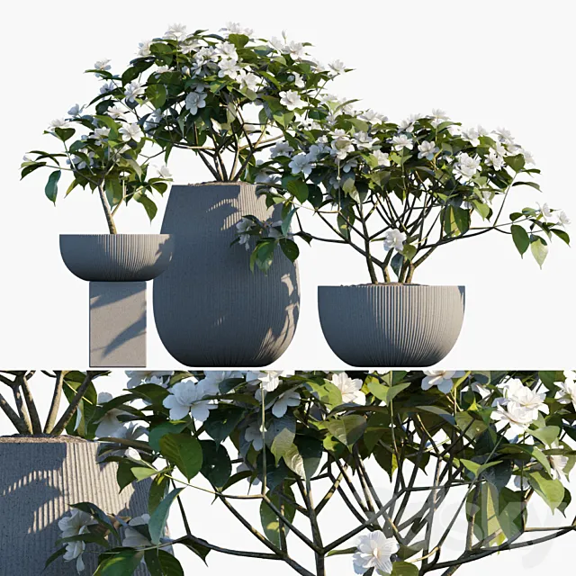 Plant in pots # 48: Gardenia jasminoides 3D Model