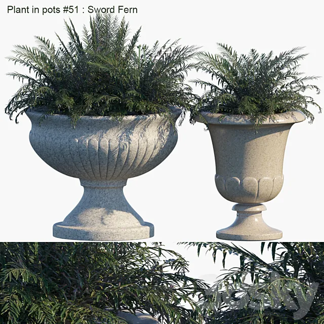 Plant in pots # 51: Sword Fern 3D Model