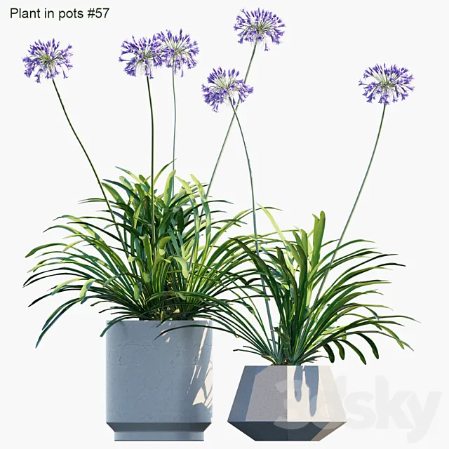 Plant in pots # 57: Agapanthus 3DModel