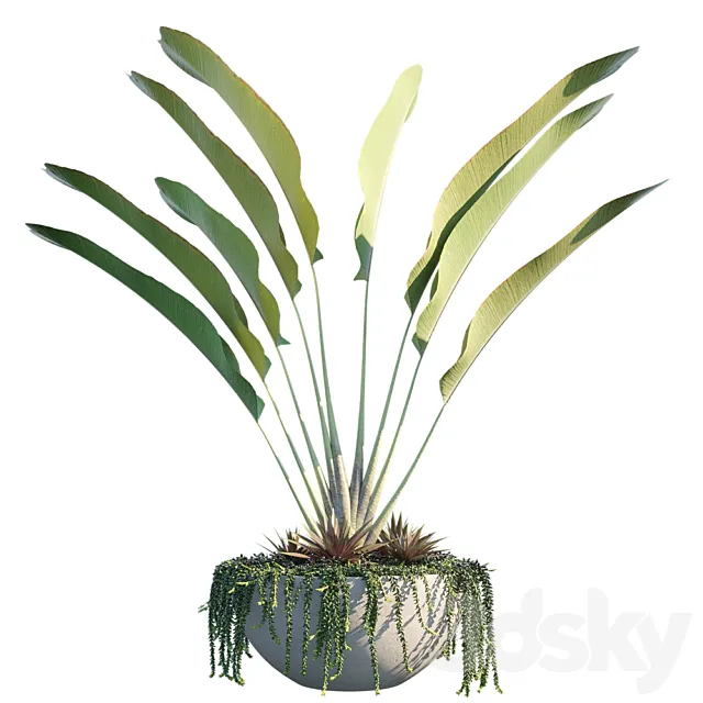 Plant in pots # 9: Tropical Inspiron 3D Model