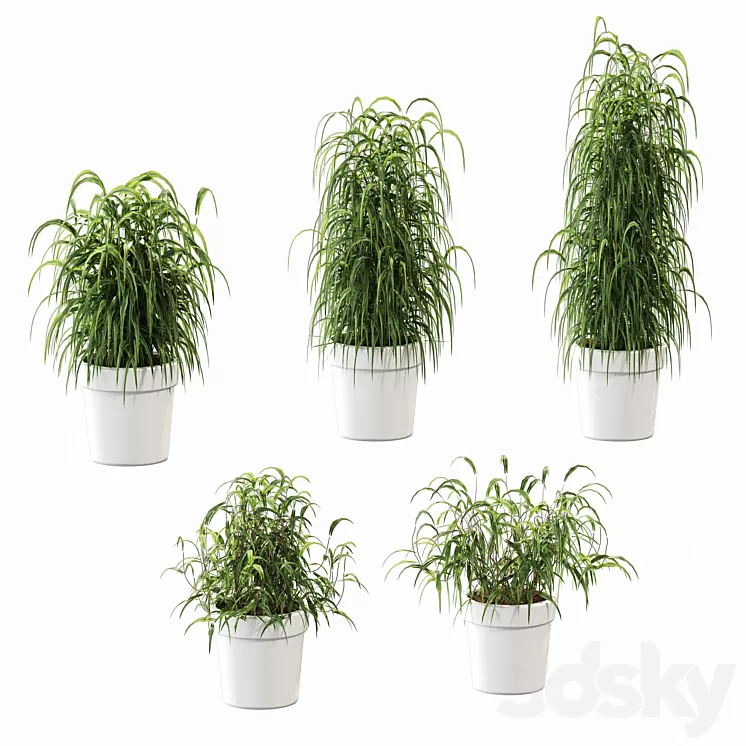 Plant in the pot. 5 models 3D Model