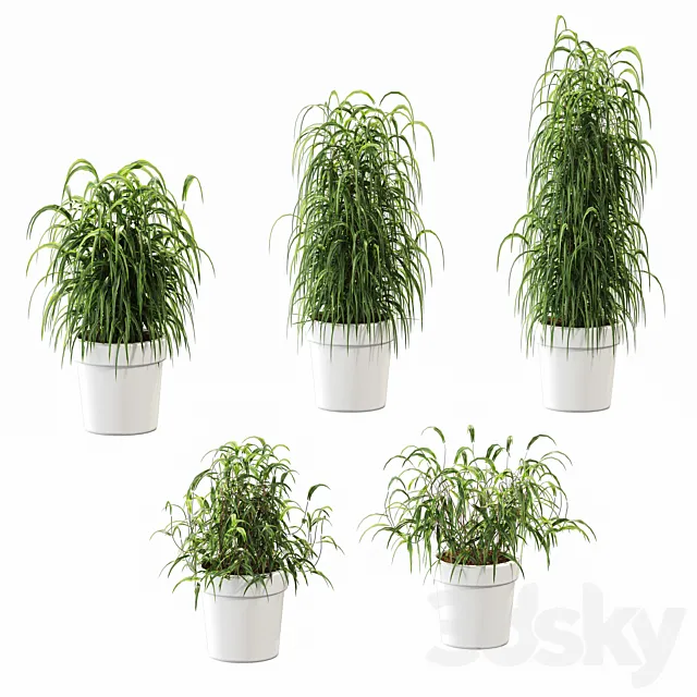 Plant in the pot. 5 models 3DModel