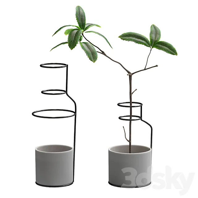 Plant in wire pots 3DModel
