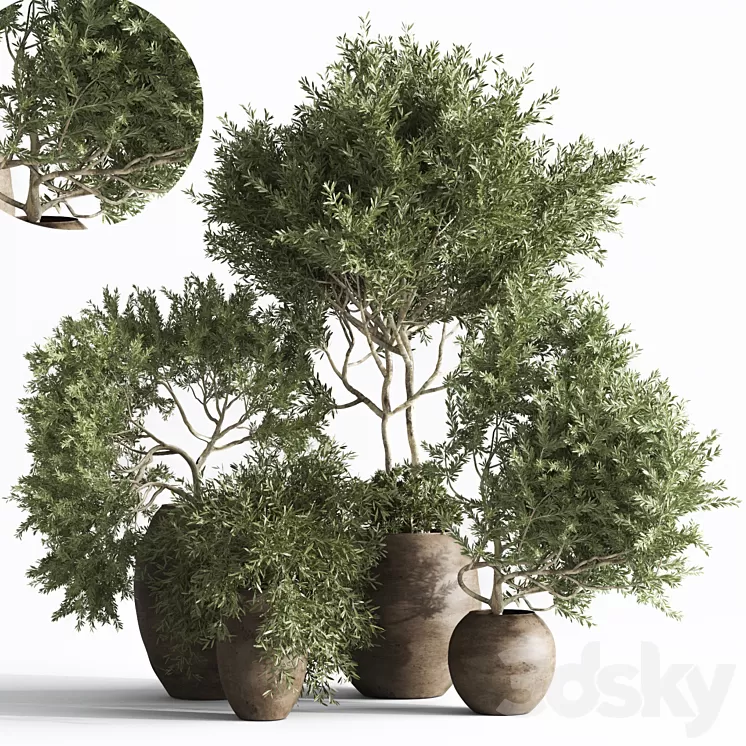 plant indoor015 3D Model Free