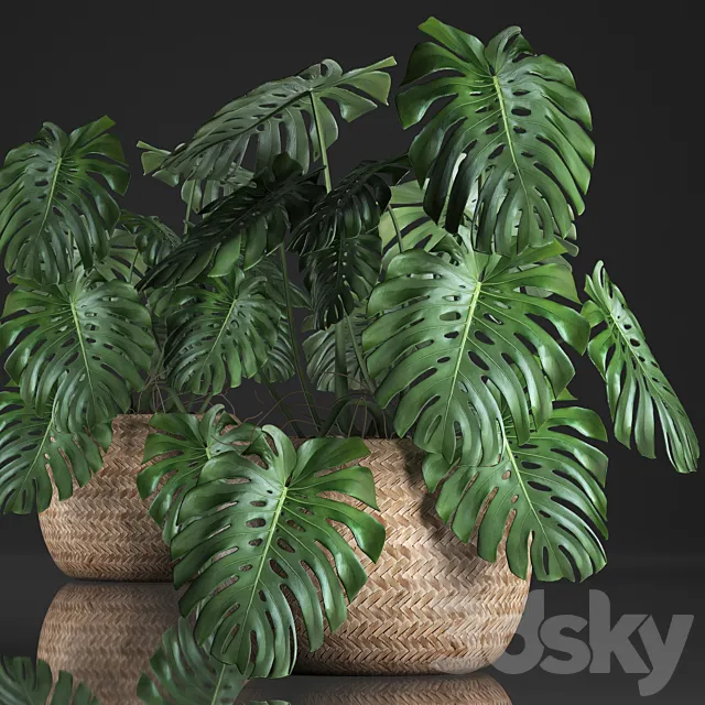 Plant Monstera in the basket 343. Monstera. Indoor monstera. basket. rattan. pot. eco design. natural decor. bush. interior. exotic. flower 3DModel