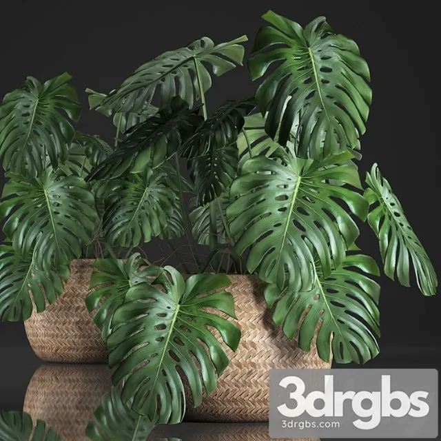 Plant monstera in the basket 343. monstera. indoor monstera, basket, rattan, pot, eco design, natural decor, bush, interior, exotic, flower