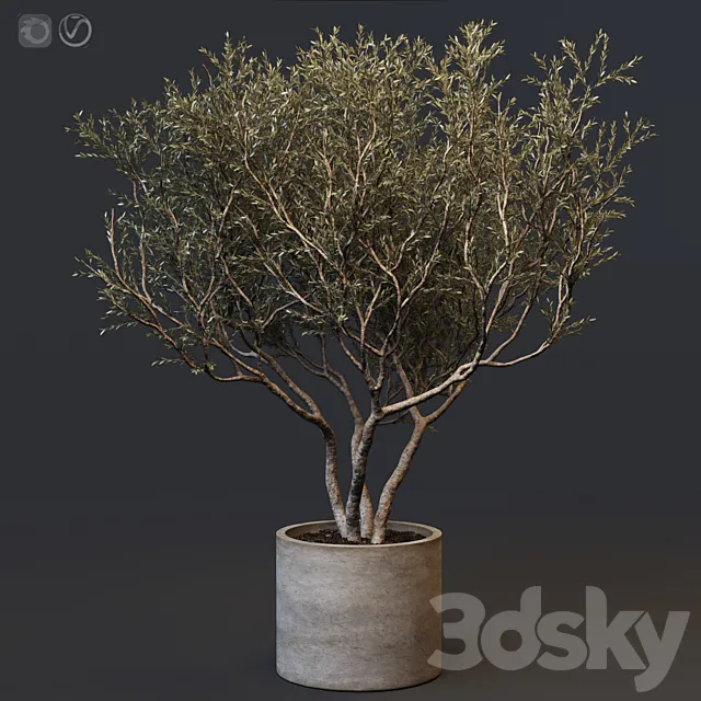 Plant set 02 - European olive 3DModel