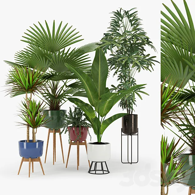 Plant Set 03 3D Model