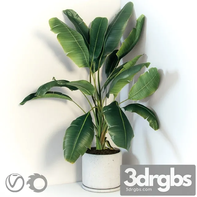 Plant strelizia in a concrete pot