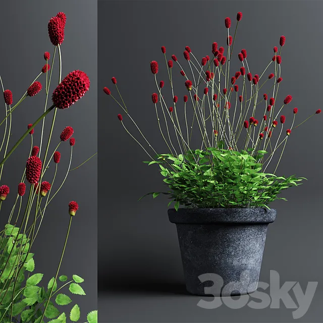 Plant The bloodthirsty. Sanguisorba 3DModel
