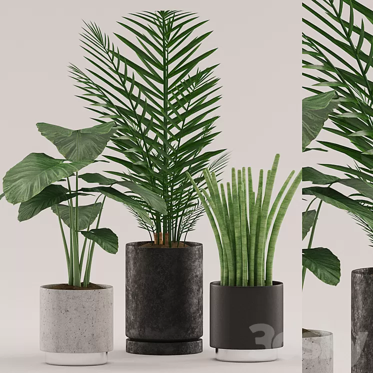 Plants 108 3D Model
