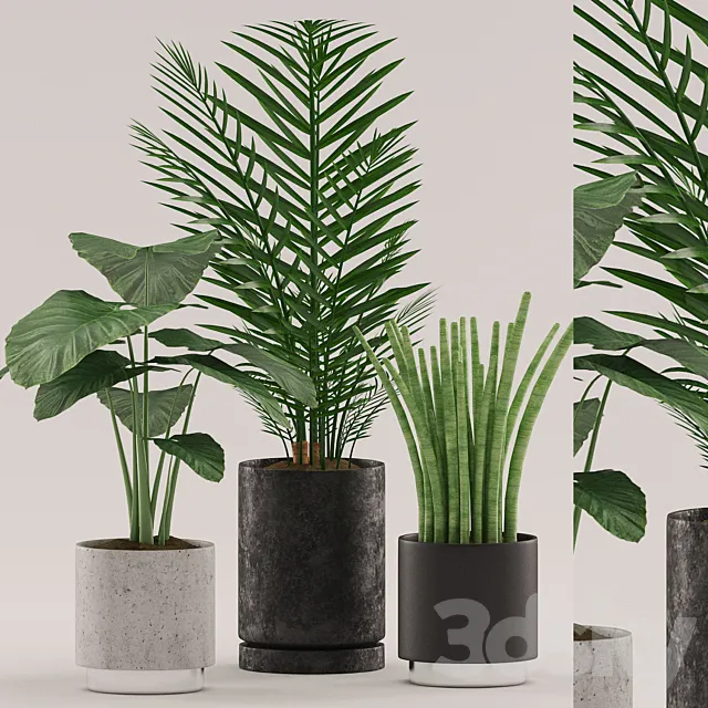 Plants 108 3DModel