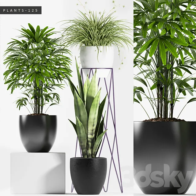 PLANTS 125 3D Model