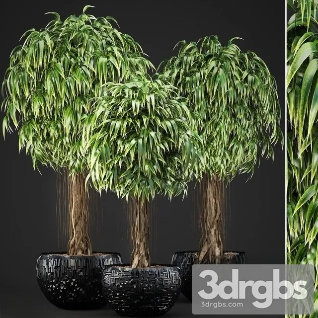 Plants 131 Ficus Alii 3D Model Free
